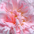 Rózsaszín - Angol rózsa - Eglantyne